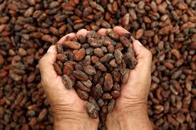 Cacao e cuore: la teobromina aumenta il colesterolo “buono”
