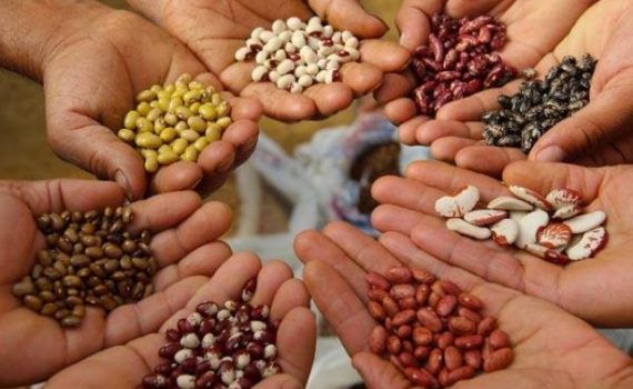 Nutrizione&Sostenibilità: i legumi