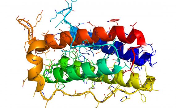 Alcune proteine svolgerebbero un ruolo importante nell’obesità e nelle malattie metaboliche.