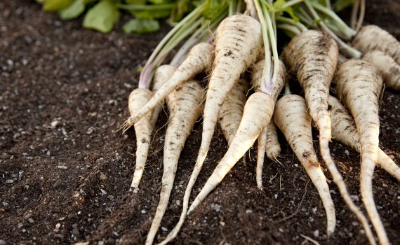 Alla scoperta di alimenti invernali: la pastinaca   