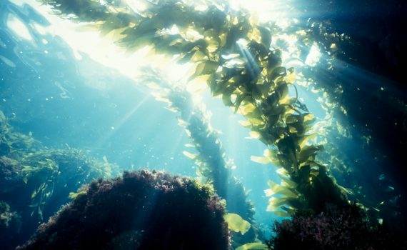 Alghe marine
