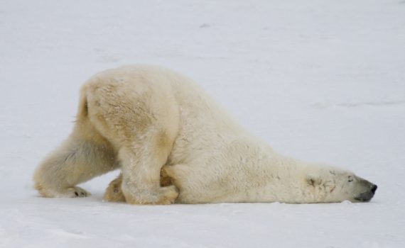 Quando è freddo, la vitamina A aumenta la combustione dei lipidi.