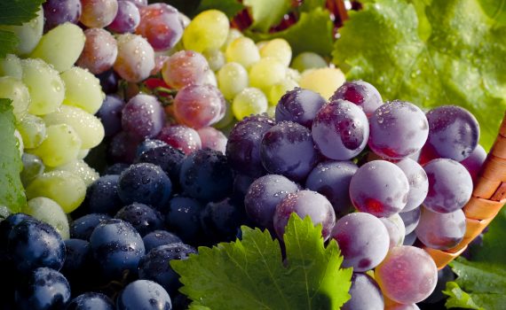 Il consumo di uva può proteggere la nostra pelle dai danni dei raggi UV