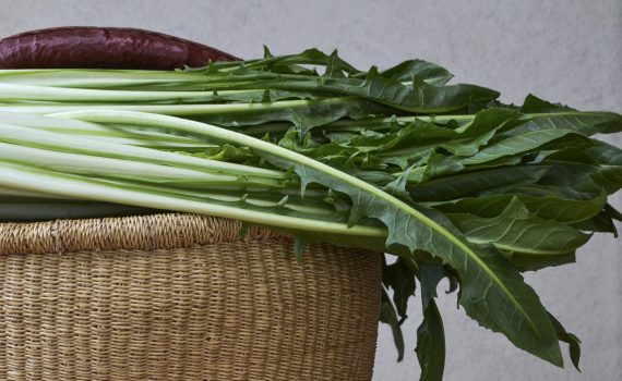 Cicoria: effetti benefici per l’intestino