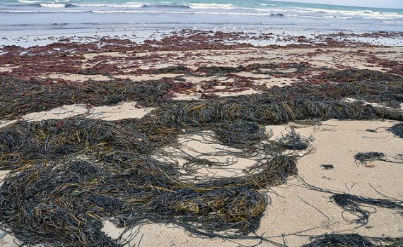 Algas permitem demonstrar a evolução das mudanças climáticas