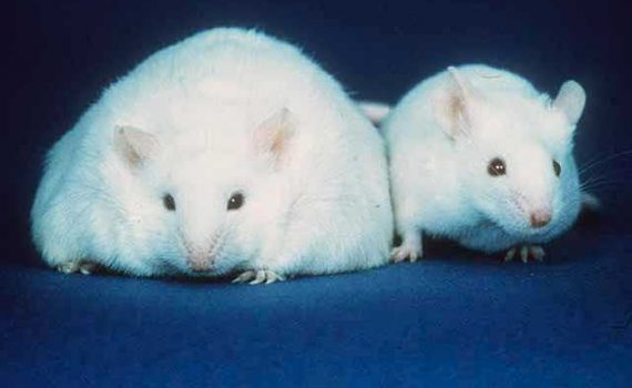 Dieta Dukan poderia aumentar o risco de desenvolver doenças renais