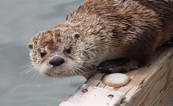 Lontras marinhas recuperam-se 25 anos após o desastre do Exxon Valdez