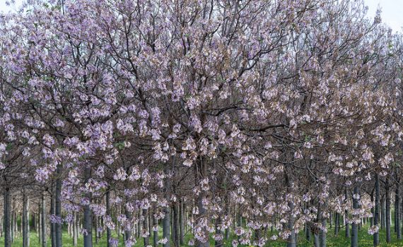 Soluções: uma árvore que pode ajudar na luta contra as mudanças climáticas