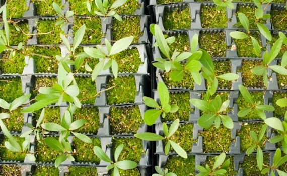 Atividade de micróbios do solo poderia acelerar as mudanças climáticas