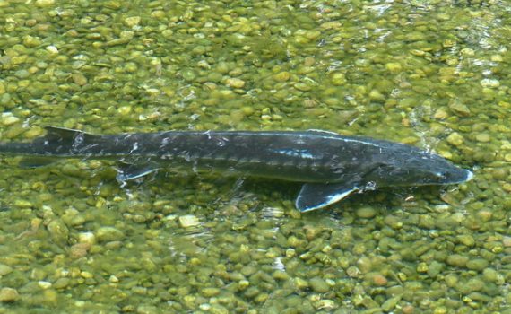 Desmatamento afeta o desenvolvimento de peixes em lagos e rios