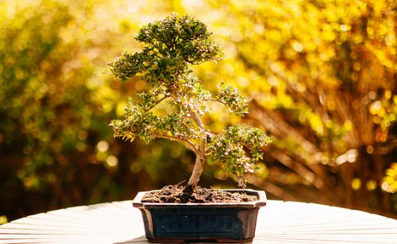 A dor e a beleza de ser empreendedor