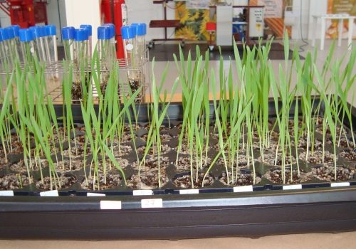 Argentina desenvolve o primeiro fungicida biológico do país