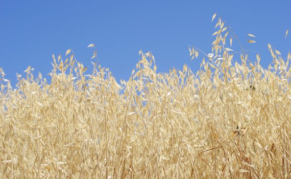 FUNIBER inicia o Programa de Capacitação para empresas do setor agrícola do Peru