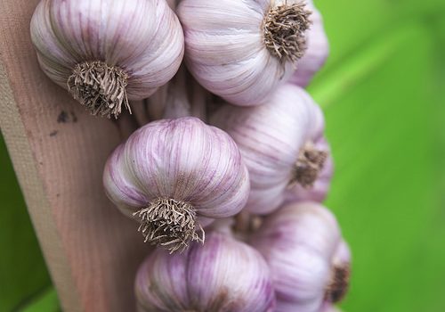 Consumo de alho pode aumentar a atratividade e saúde dos homens