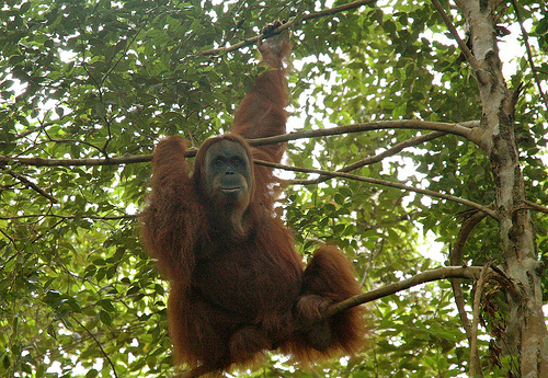 Três empresas multinacionais falham no controle de seus fornecedores na Indonésia