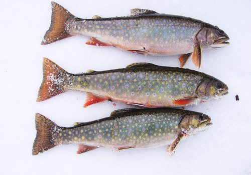 Consumo elevado de peixe durante a gravidez poderia aumentar o risco de obesidade em crianças