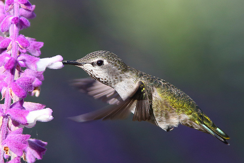 Extinção de polinizadores afetaria a produção de alimentos