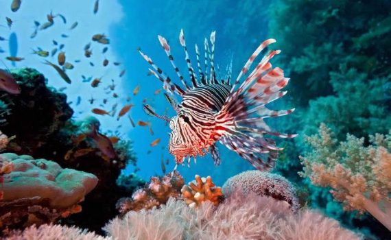 Em Cuba, decidem comer o peixe-leão