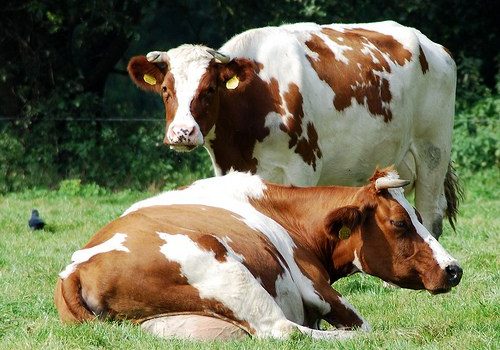 ONU recomenda eliminar a carne e os lácteos da dieta