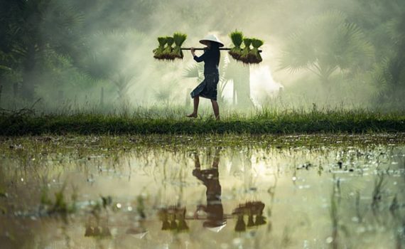 Especialistas se preocupam por excesso de arsênio na comida