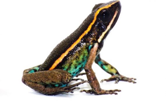 Descoberta nova espécie de rã na Amazônia