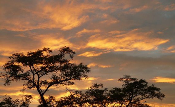 Mapeando as florestas nos biomas áridos