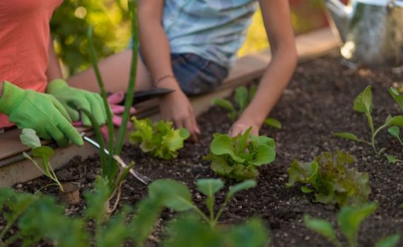 Agricultura urbana favorece o desenvolvimento sustentável das cidades