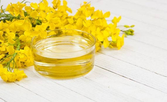 Óleo de canola prejudicaria a saúde cerebral