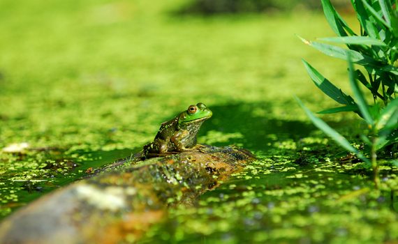 Uruguai se mobiliza para caçar espécie invasora exótica