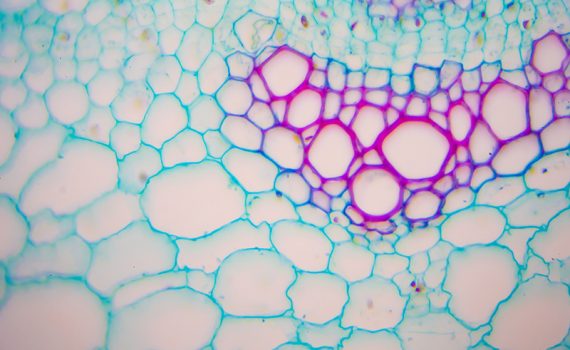 Descoberta de novo órgão humano pode representar grandes avanços na medicina