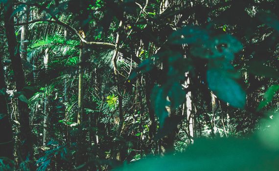 Cientistas cobram da Europa um comércio sustentável com o Brasil