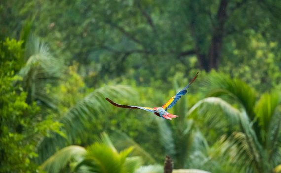 Em Honduras, tesouro arqueológico abriga espécies animais desconhecidas