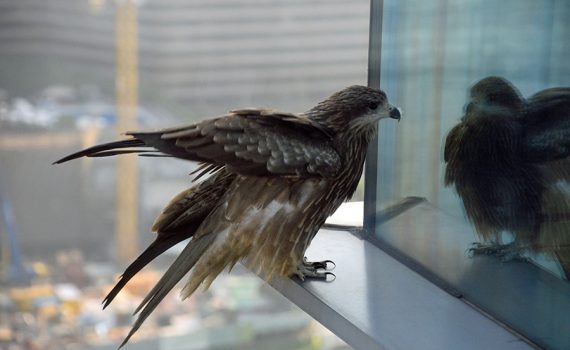 A partir das teias de aranha, inventam um vidro que evita a morte de pássaros