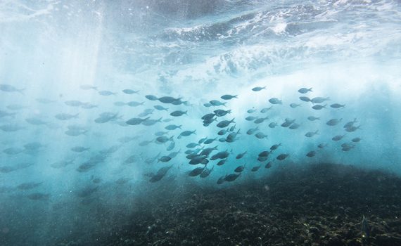 Carbono azul: vital para a saúde do planeta