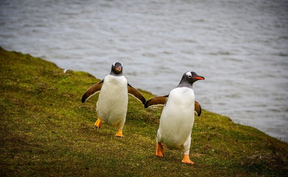 Multiplicação de algas na Antártida transforma a região