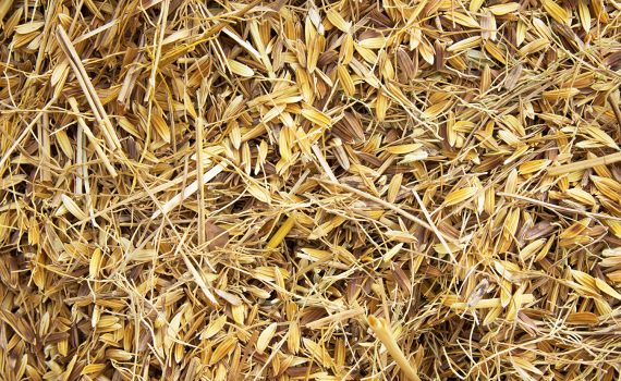 Cascas e talos do arroz se transformam em lâminas