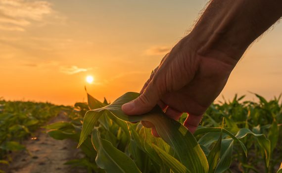 Estudo calcula risco de extinção de 40% das plantas em todo o mundo