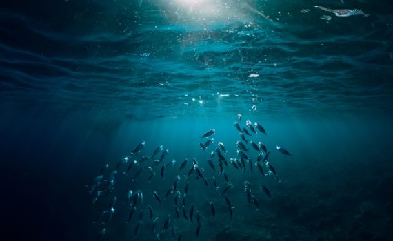 As consequências do ruído nos oceanos