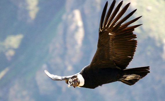 O condor andino, uma espécie ameaçada de extinção
