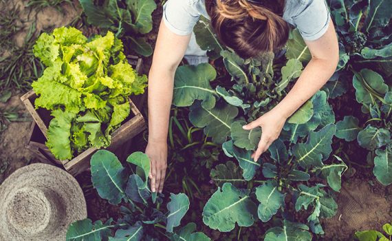 Iniciativa de hortos urbanos no México