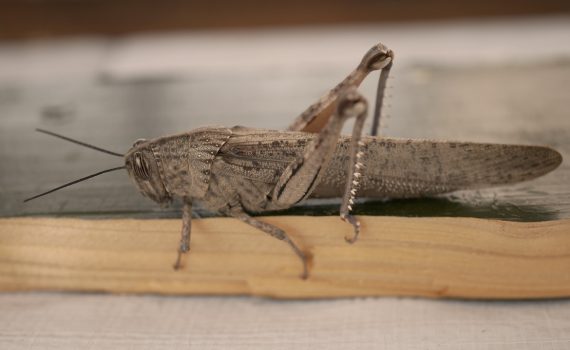 Gafanhotos migratórios são autorizados como alimento no mercado europeu