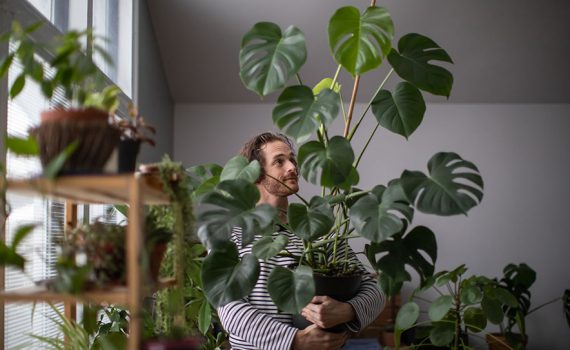 Plantas que movimentam milhões na internet