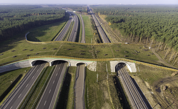 As pontes selvagens de Banff são um exemplo de coexistência harmoniosa com a natureza