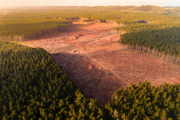 Desflorestação de uma área florestal. 