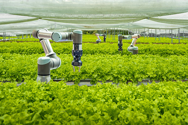 smart-farm-and-automatic-robot-mechanical-arm-harvesting-vegetables