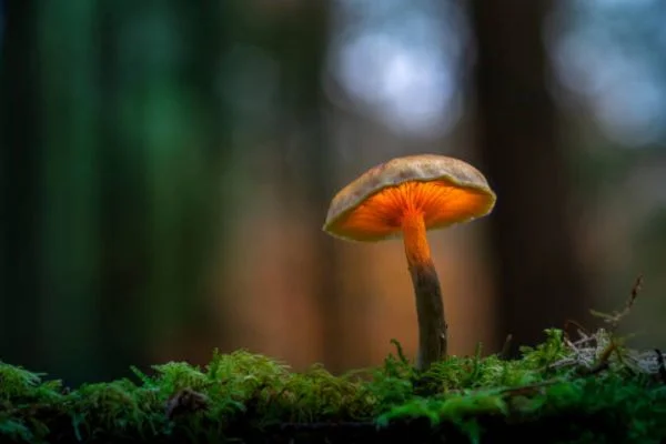 Computação fúngica: fungos como alternativa ecológica ao silício