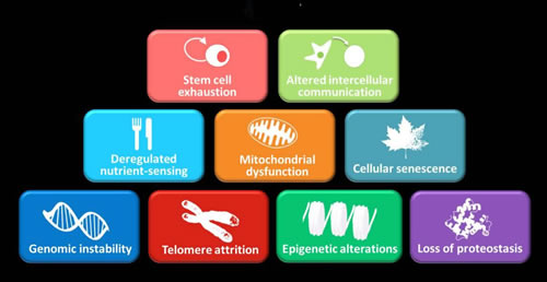 Las nueve claves del envejecimiento