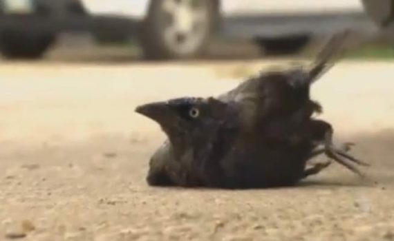 Misterio: docenas de aves caen del cielo en Canadá