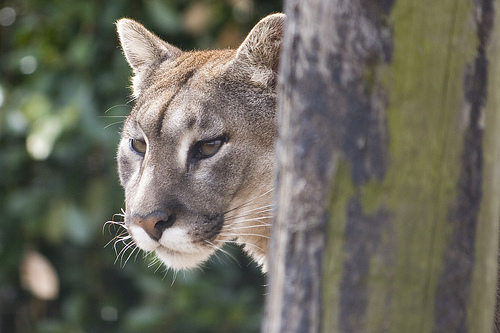 Cambio climático afectará primero a las zonas tropicales