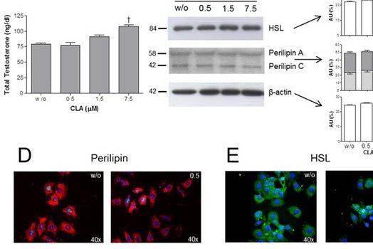 Experimentos en ratones muestran beneficios del suplemento de CLA asociado al ejercicio físico